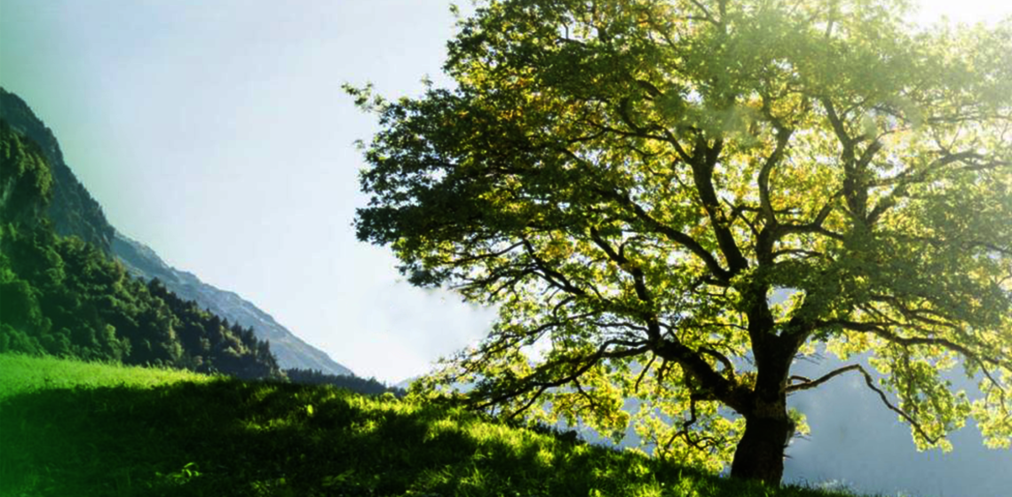 Foto von einem Baum an einem grünen Berghang